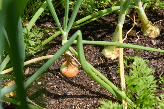 Kornelija Benyovsky Šoštarić