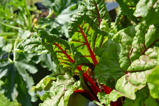 Kornelija Benyovsky Šoštarić