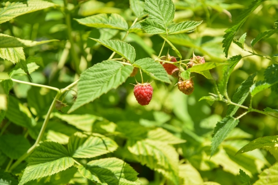 Kornelija Benyovsky Šoštarić