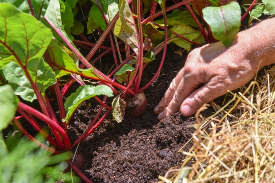 Kornelija Benyovsky Šoštarić