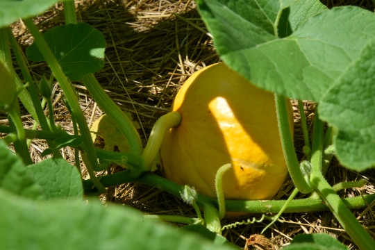 Kornelija Benyovsky Šoštarić