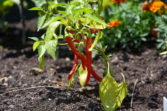 Kornelija Benyovsky Šoštarić