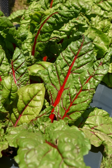 Kornelija Benyovsky Šoštarić