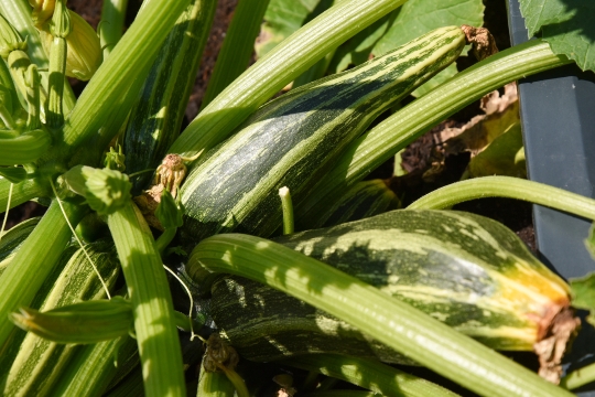 Kornelija Benyovsky Šoštarić